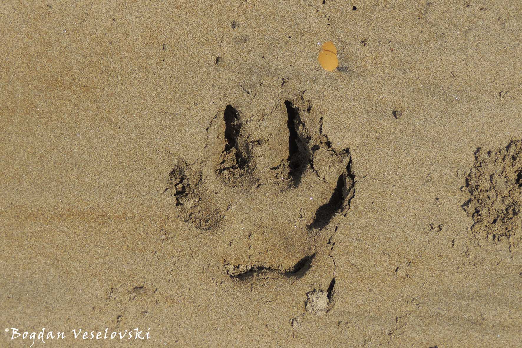 25. Footprint – I am a traveler … a smiley one